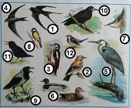 Перелетные птицы окружающий мир 1 класс рабочая. Птичьи секреты 2 класс окружающий мир. Как называются эти птицы впишите в кружочки. Птичьи секреты 2 перелетных птиц. Название птиц окружающий мир 2 класс.